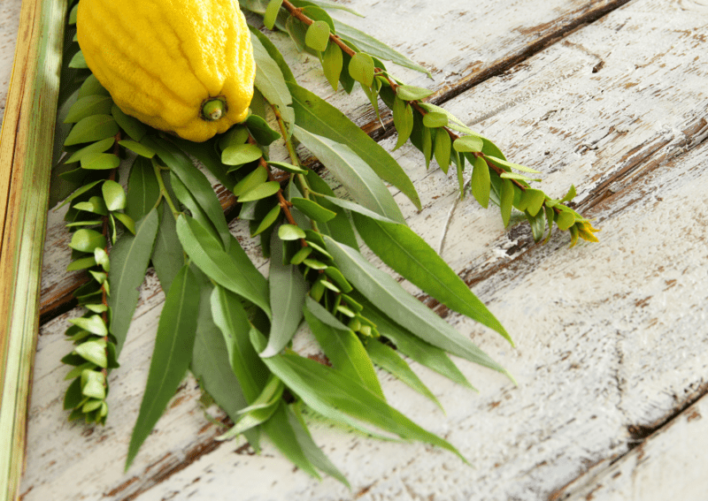 Lulav and etrog