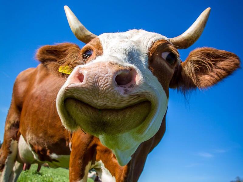 Close up image of a cow