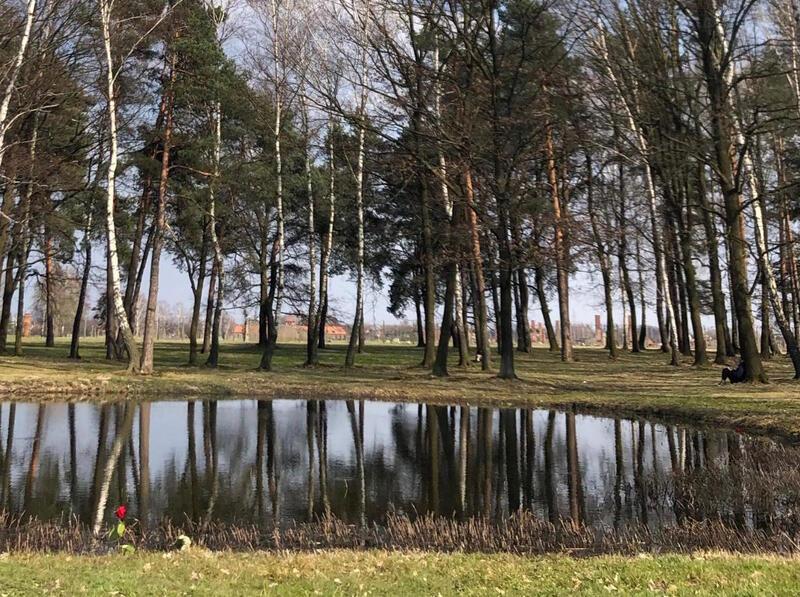 Photo of Birkenau ash pond, a single red flower growing at its bank.