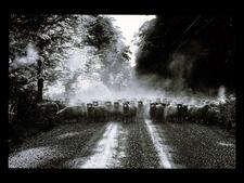 A large herd of sheep in the middle of a gravel road through a wooded area