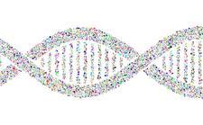 DNA Double Helix