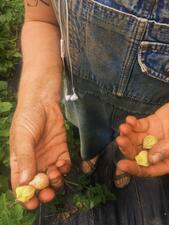 Photo of someone's hands holding ground cherries