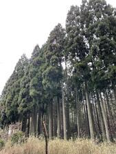 Cedar Trees