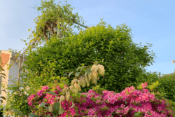 Flowers in Naomi Bethune's Yard