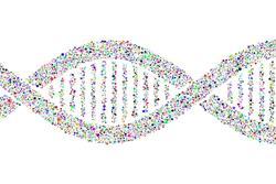 DNA Double Helix