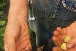 Photo of someone's hands holding ground cherries