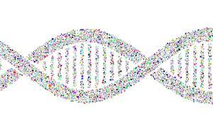 DNA Double Helix