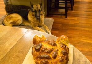 Challah and Lisa's Dog! 