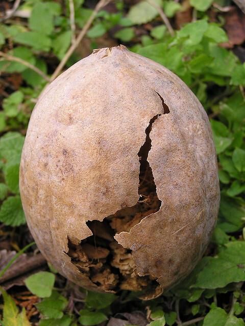 Cracked Egg Surrounded by Greenery