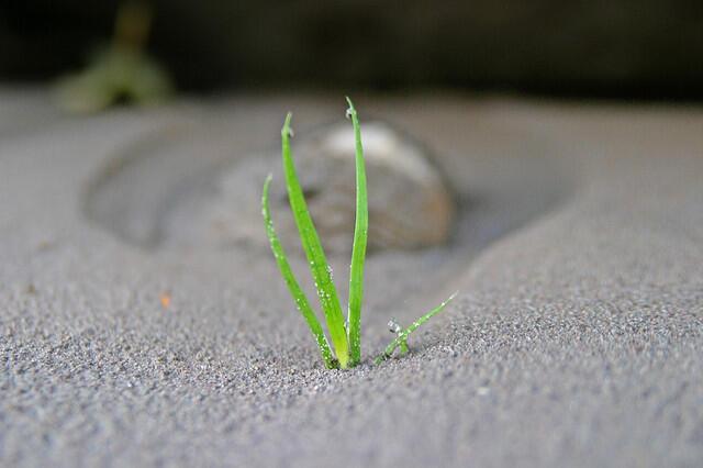 Little Grass Shoots